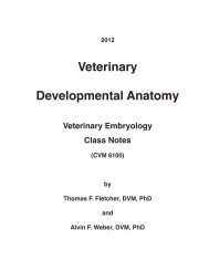 Developmental Anatomy Class Notes - Veterinary Anatomy Web ...