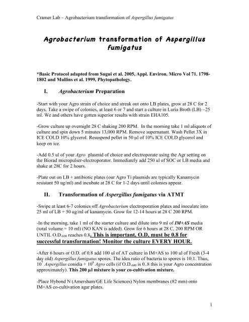 Agrobacterium transformation of Aspergillus fumigatus (Cramer Lab)