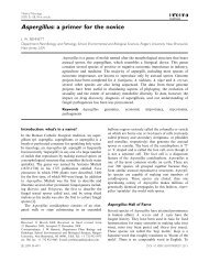 Aspergillus: a primer for the novice