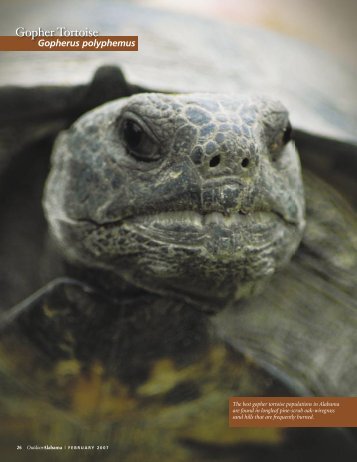 Gopher Tortoises on the Move - Alabama Department of ...