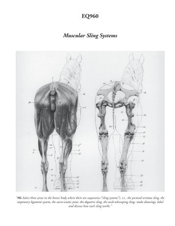 EQ960 Muscular Sling Systems - EQ equine therapy