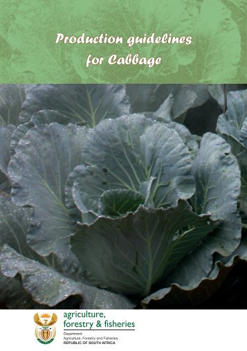 Production guidelines: Cabbage - Department of Agriculture ...