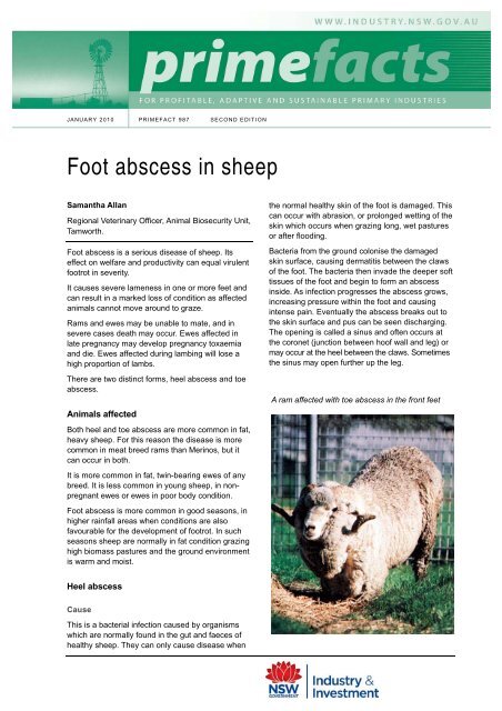 Foot abscess in sheep - Full version