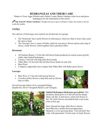 Hydrangeas and their care - Parker County Master Gardener ...
