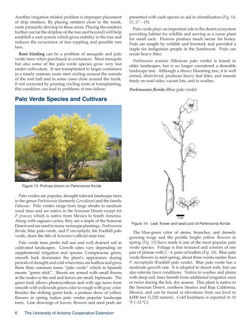 Mesquite and Palo Verde Trees - University of Arizona