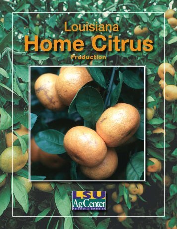 Louisiana Home Citrus Production - The LSU AgCenter
