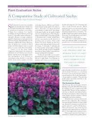 A Comparative Study of Cultivated Stachys - Chicago Botanic Garden