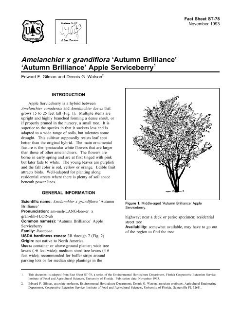 Amelanchier x grandiflora 'Autumn Brilliance' 'Autumn Brilliance ...