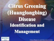 Citrus Greening (Huanglongbing) Identification and Management