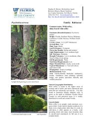 Psychotria nervosa - Lee County Extension - University of Florida
