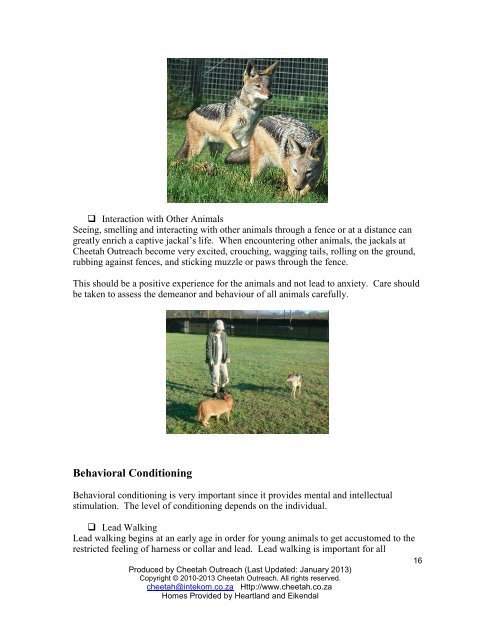 Enrichment Suggestions for Captive-born, Hand-reared Jackals ...