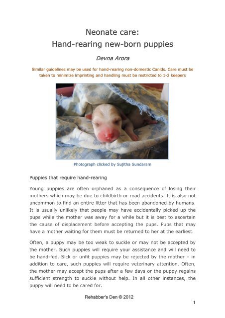 Neonate care: Hand-rearing new-born puppies - Rehabber's Den