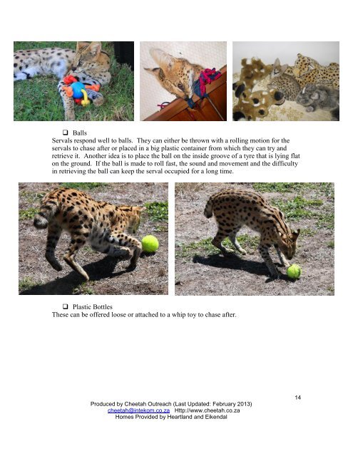 Enrichment Suggestions for Captive-Born, Hand- Reared Serval ...