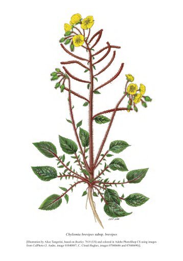 Revised Classification of the Onagraceae - Smithsonian Institution