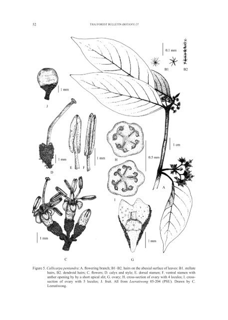 THAI FOREST BULLETIN