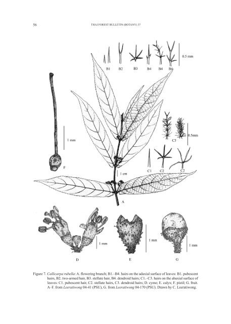 THAI FOREST BULLETIN