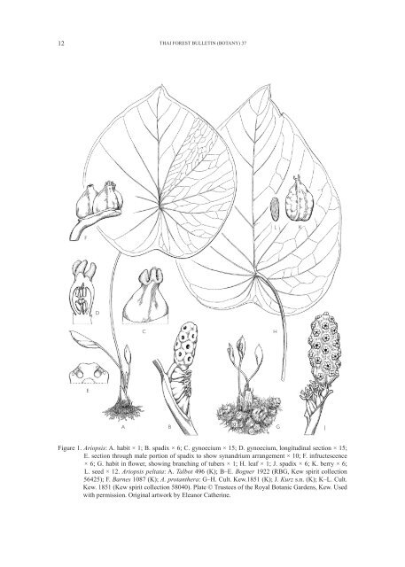 THAI FOREST BULLETIN