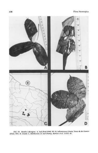 Manihot Manihotoides (Euphorbiaceae) - CNCFlora