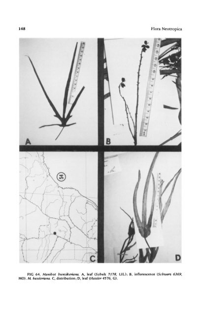 Manihot Manihotoides (Euphorbiaceae) - CNCFlora