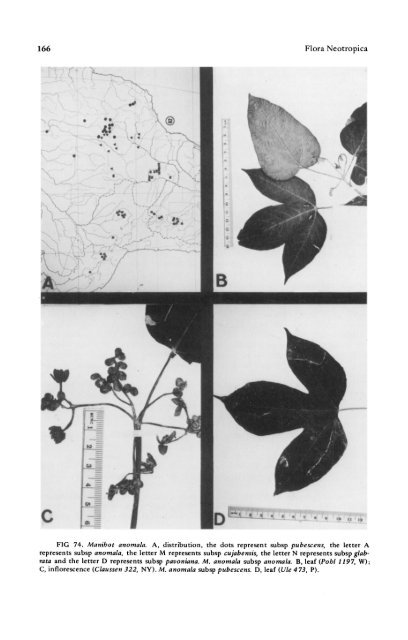 Manihot Manihotoides (Euphorbiaceae) - CNCFlora