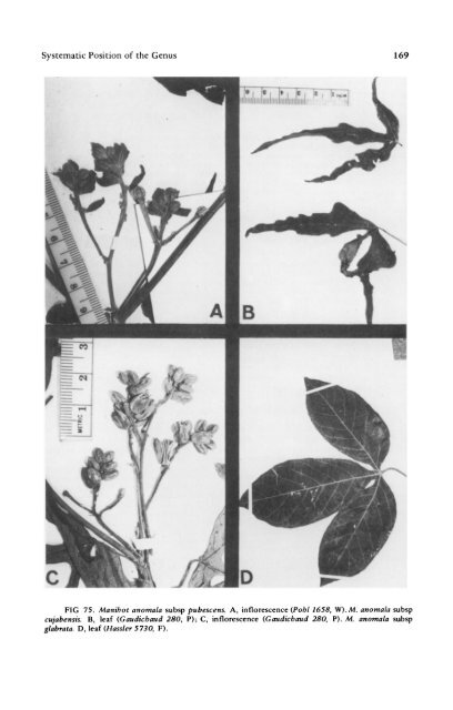 Manihot Manihotoides (Euphorbiaceae) - CNCFlora