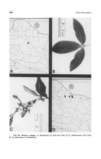 Manihot Manihotoides (Euphorbiaceae) - CNCFlora