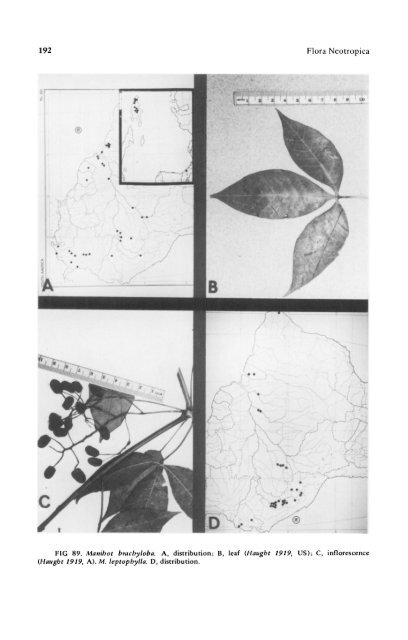 Manihot Manihotoides (Euphorbiaceae) - CNCFlora