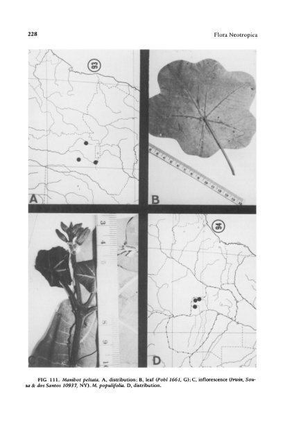 Manihot Manihotoides (Euphorbiaceae) - CNCFlora