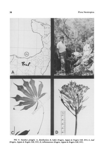 Manihot Manihotoides (Euphorbiaceae) - CNCFlora