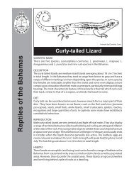 curly tailed lizards - The Bahamas National Trust