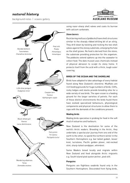 natural history - Auckland Museum