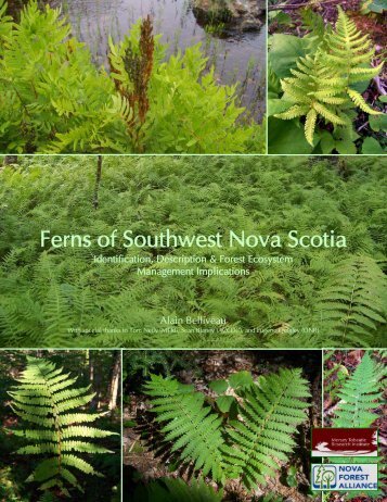 Ferns of Southwest Nova Scotia