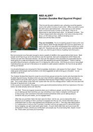 Dundee Red Squirrel Project - Hambrey Consulting