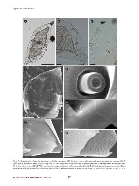 Morphology and distribution of some marine diatoms, family ... - Algae