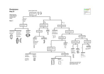 Diatom genus key