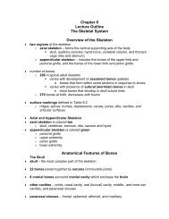 Chapter 8 Lecture Outline The Skeletal System Overview of the ...