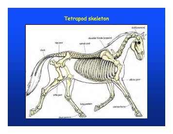 Tetrapod skeleton