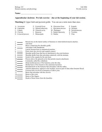 Appendicular skeleton: Pre-lab exercise - Employees Csbsju