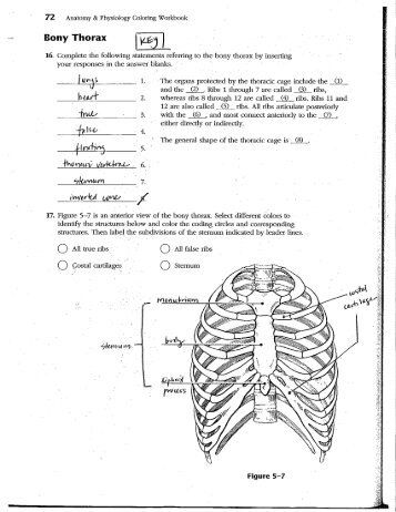 Skeletal System Review Packet Part 2 KEY