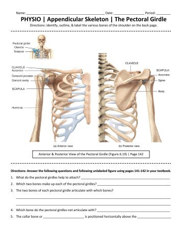 PHYSIO | Appendicular Skeleton | The Pectoral Girdle