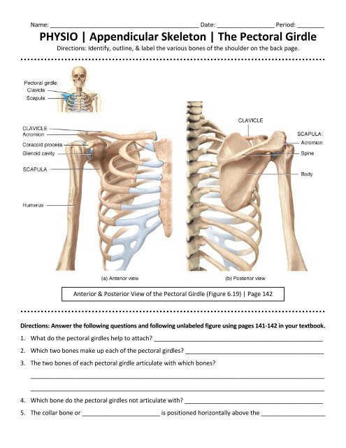 PHYSIO | Appendicular Skeleton | The Pectoral Girdle