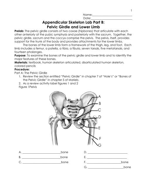 Appendicular Skeleton Lab Part B: Pelvic Girdle and ... - MSAD #54