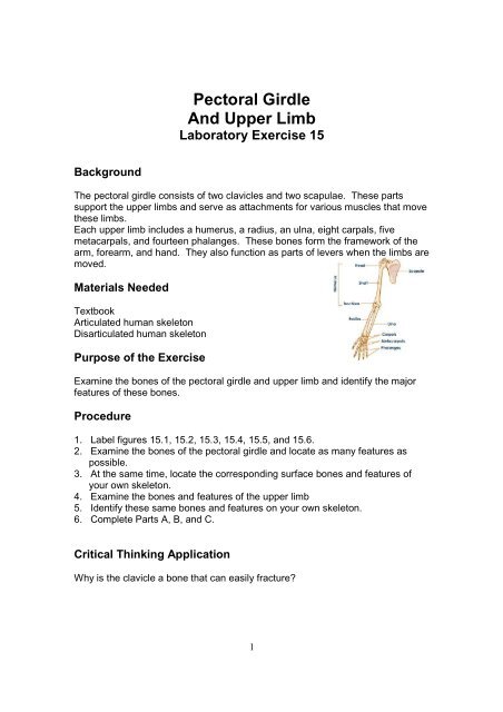 The pectoral girdles, Human Anatomy and Physiology Lab (BSB 141)