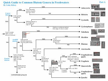 Quick Guide to Common Diatom Genera in Freshwaters - NIWA