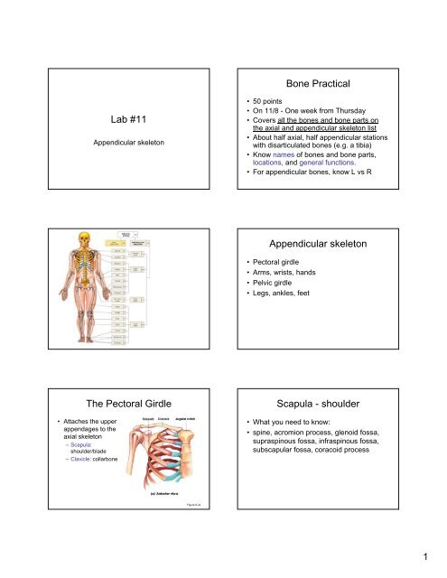 Schematic diagram of pectoral girdle and proximal appendicular