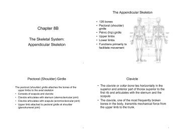 Chapter 8B: Skeletal System: Appendicular Skeleton