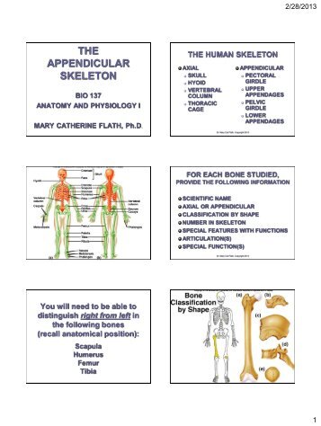 THE APPENDICULAR SKELETON