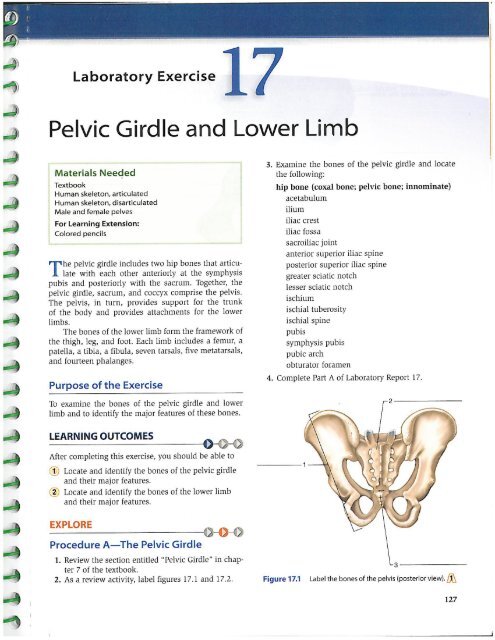lab 17 - pelvic girdle and lower limb