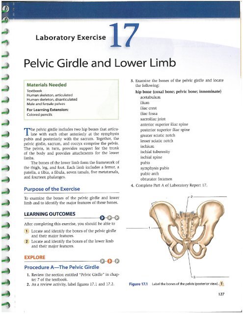 Lab 17 Pelvic Girdle And Lower Limb
