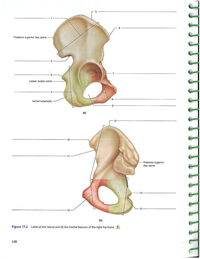 The pelvic girdle  Human Anatomy and Physiology Lab (BSB 141